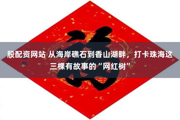 股配资网站 从海岸礁石到香山湖畔，打卡珠海这三棵有故事的“网红树”